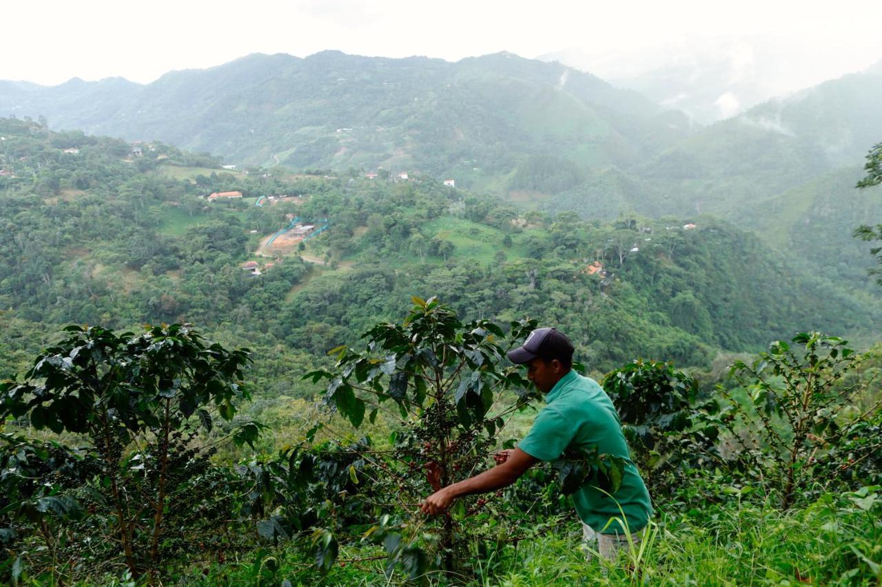 Ecohotel Monteverde 拉维加 外观 照片